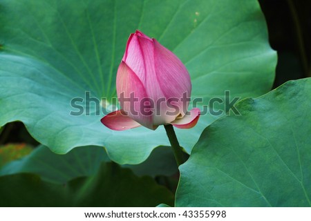 Lotus flower is going to bloom with green lotus leaf in pond