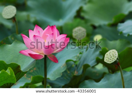 Lotus flower in full bloom with green lotus leaf in pond
