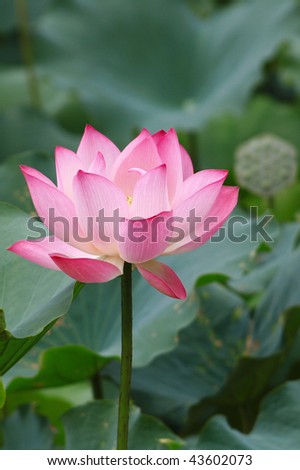 Lotus flower in full bloom with green lotus leaf in pond