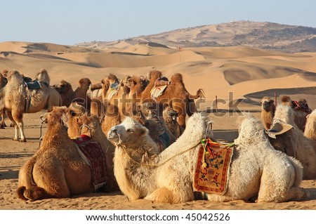 A group of camels in desert