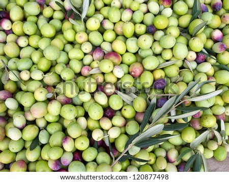 Green olives ready for processing close up