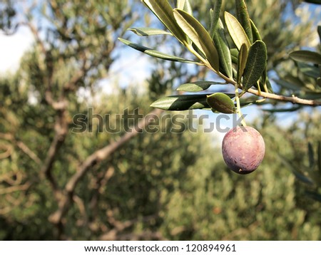 Olive fruit on tree close up