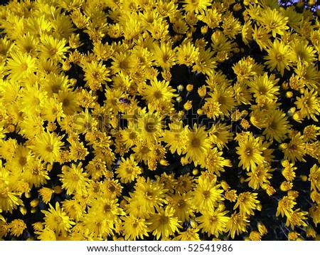 Picture present yellow flowers
