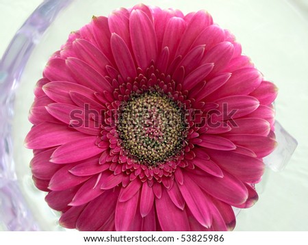 Image shows a abstract pink flower in vase