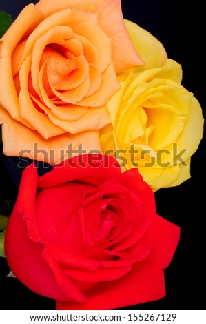Close up macro of yellow peach and red roses