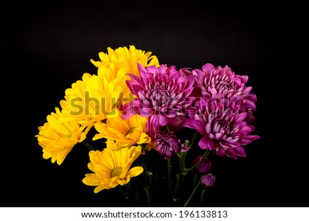 Yellow daisies and Chrysanthemum isolated over a black background
