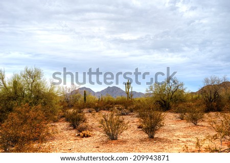Summer Sonora desert in central Arizona USA