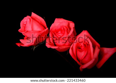 Pink roses Floral arrangement isolated over a black background