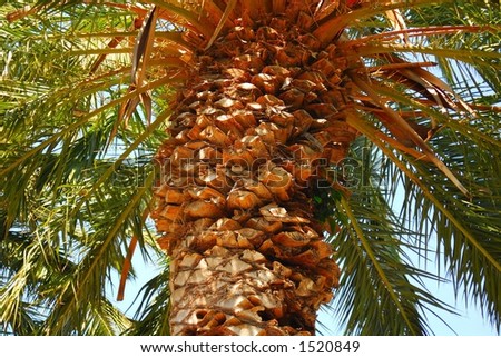 Older palm tree with trimmed fronds