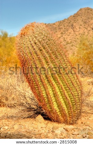 Arizona southwest desert mountains spiny barrel cactus