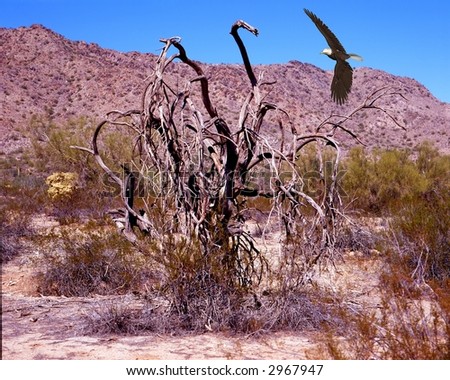 desert bald eagle