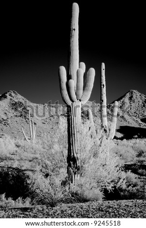Moonlight Saguaro cactus in the winter Arizona desert