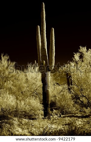 Moonlight Saguaro cactus in the winter Arizona desert