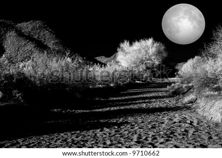 Moonlight Desert plants in the winter Arizona desert