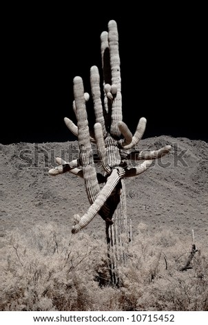 Moonlight Saguaro cactus in the winter Arizona desert mountains