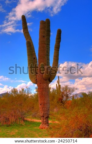 Saguaro cactus in the winter arizona desert