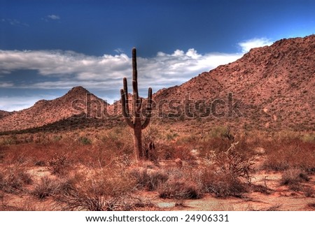 Lone Arizona desert saguaro cactus at sunrise
