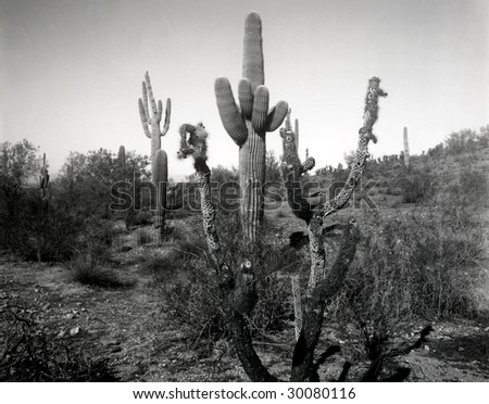 Black and white image of dead cholla cactus