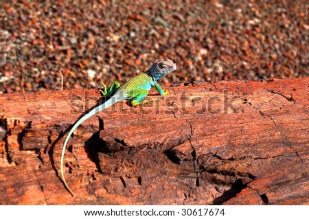 Collared Lizard Crotaphytus collaris
