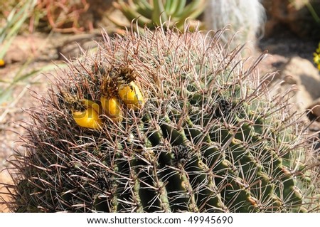 Arizona Barrel Cactus Ferocactus wislizenii with cactus fruit