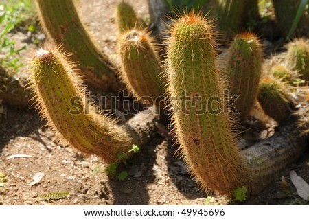 Nichol Hedgehog cactus found in the southwest USA echinocereus nichollii