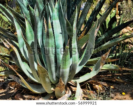 Century plant Agave americana desert Cactus