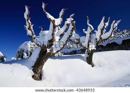 Perspective of trees in the winter