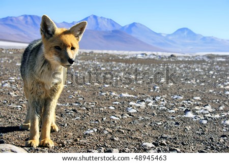 Andean Fox