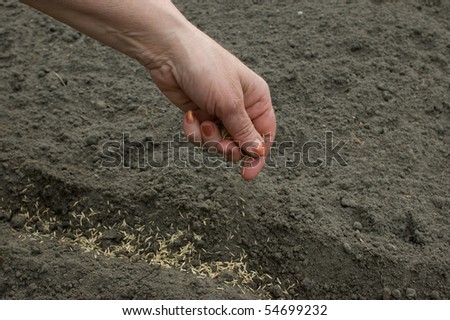 Sowing of seed in earth.  The hand of man sows seed in earth