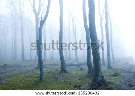 Nature. Fog in dark forest.
