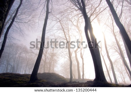 Nature. Fog in dark forest.