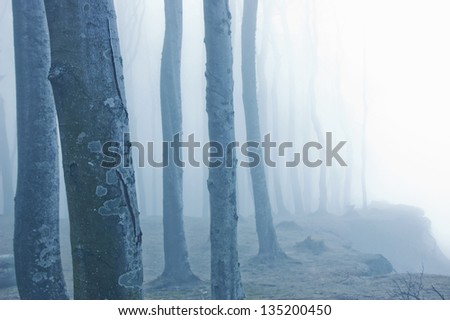 Nature. Fog in dark forest.