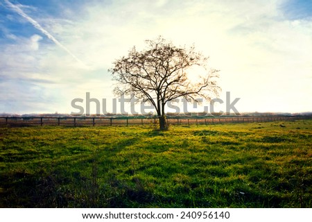 Lonely tree on the field with green fresh grass and blue sky over it. Nature concept.