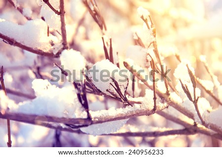Snow and ice on branches. Winter time.