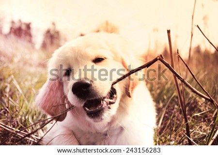 Cute golden retriever puppy bites branch. Baby animal.