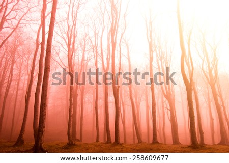 Nature. Fog in dark red forest.