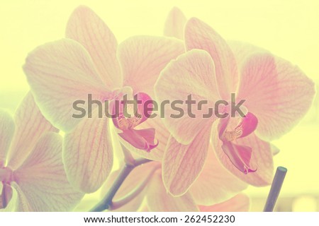 Spring. Pink flowers on light yellow pastel shabby chic textured background, soft and delicate floral pattern. Pastel palette picture.