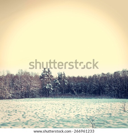 Winter in the forest. Vintage instagram minimalist picture.