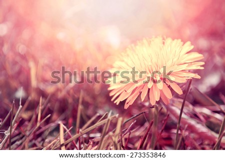 Spring. Dandelion flower in the grass, bathed in the sunlight. Retro instagram vintage picture.