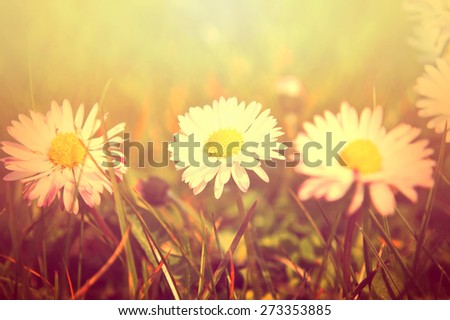 Spring. White daisy flowers in the grass, bathed in the sunlight. Retro instagram vintage picture.