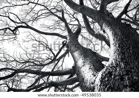 black and white photography trees. Black and white photo of dead