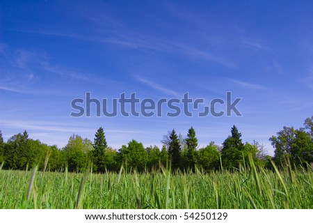 Field and forest conceptual image. Picture of green field and forest with blue sky in summer.