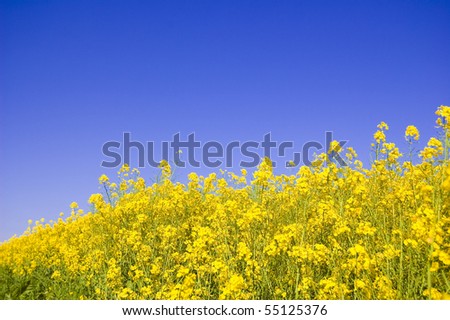 Yellow flowers and blue sky. Yellow flowers against blue sky.