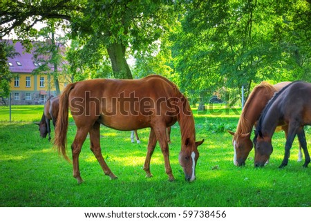 Horses. Herd of horses on green pasture.