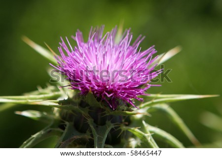 Close up of purple thistle flower in the field