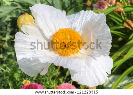 Exotic white flower Matilija Poppy or California Tree Poppy (Romneya coulteri) also known as Fried-Egg Flower.