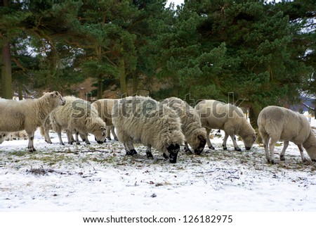 Black face sheep in Peak District in winter.