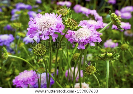 Scabious plant Scabiosa columbaria \'Pink Mist\' in a garden.