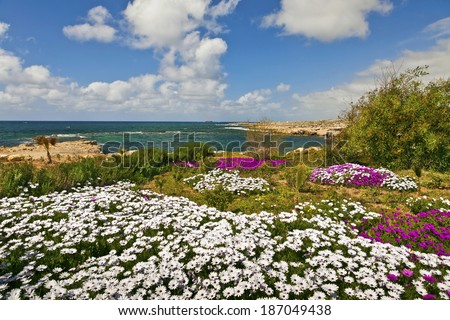 Mediterranean seaside landscape with white and pink flowers.