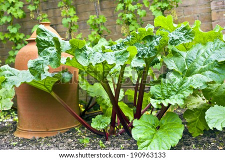 Rhubarb plant and a terracotta cloche in a vegetable patch.